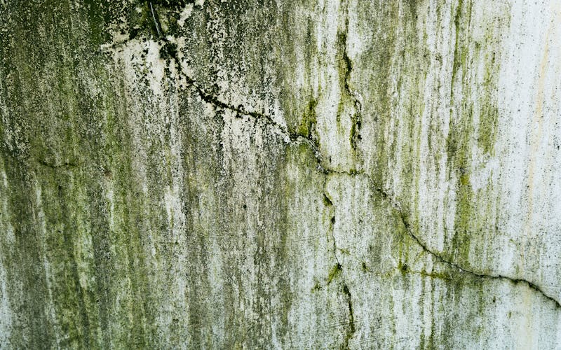 House exterior covered in algae before pressure washing